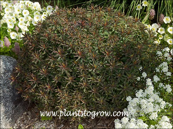 The inner foliage is dark green, outer foliage is reddish-purple-bronze.